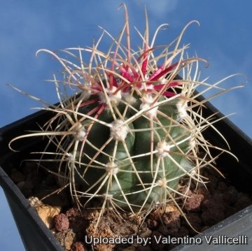 10629 valentino Valentino Vallicelli