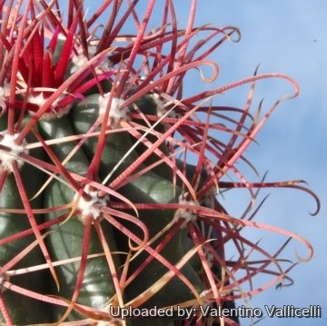 10630 valentino Valentino Vallicelli