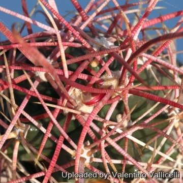 17374 valentino Valentino Vallicelli