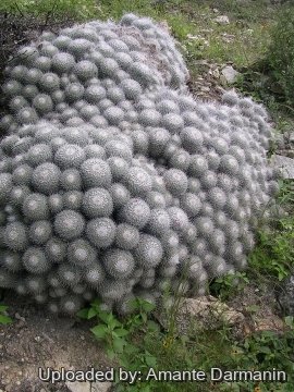 28913 amante Amante Darmanin