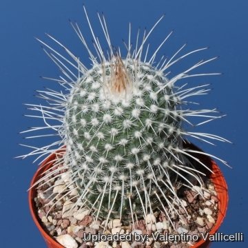 5953 valentino Valentino Vallicelli