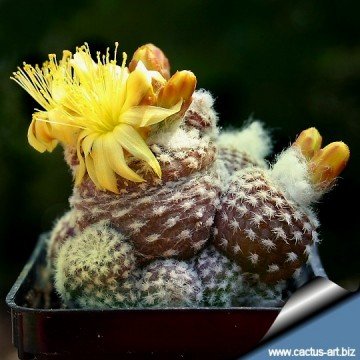 983 cactus-art Cactus Art