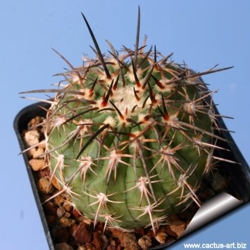 13584 cactus-art Cactus Art