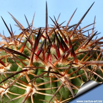 13585 cactus-art Cactus Art