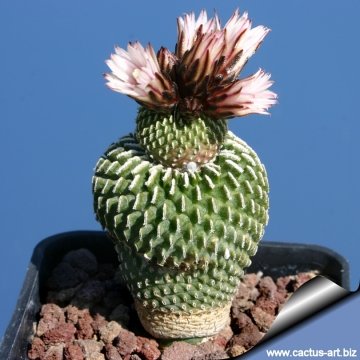 9672 cactus-art Cactus Art