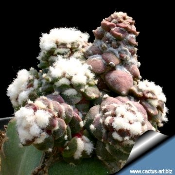 5332 cactus-art Cactus Art