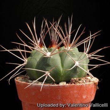 13013 valentino Valentino Vallicelli