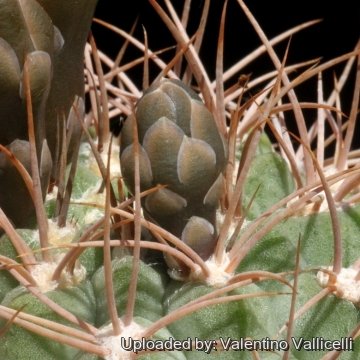 16153 valentino Valentino Vallicelli