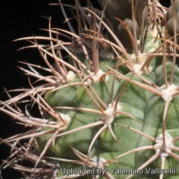 16154 valentino Valentino Vallicelli