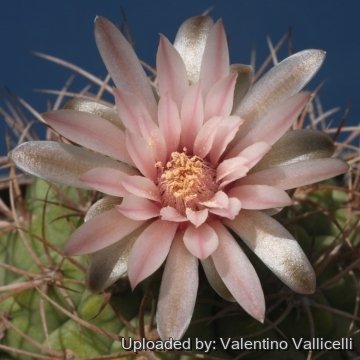 17857 valentino Valentino Vallicelli