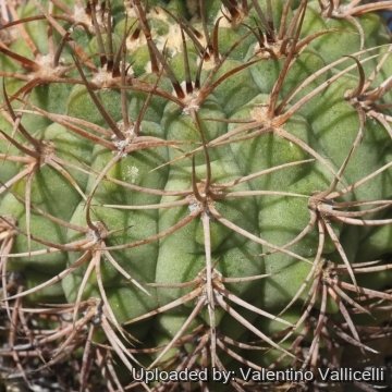 17860 valentino Valentino Vallicelli