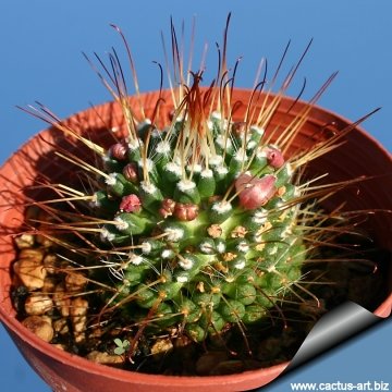 5482 cactus-art Cactus Art