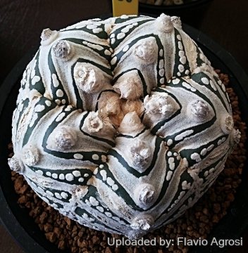 30416 flavio Flavio Agrosi