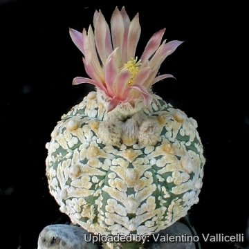 3446 valentino Valentino Vallicelli