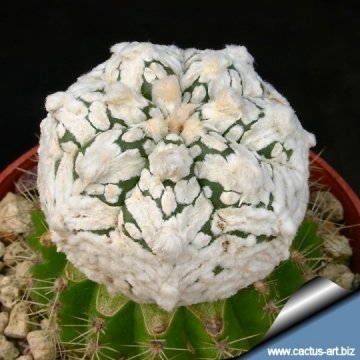 3452 cactus-art Cactus Art