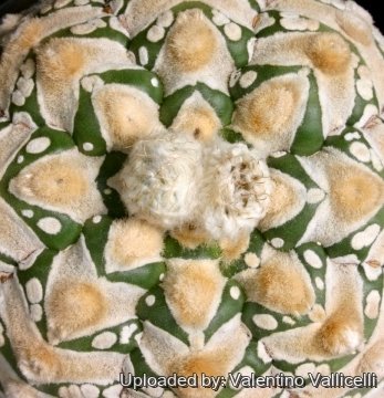 3448 valentino Valentino Vallicelli