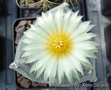 24706 xero Xero Sicyos