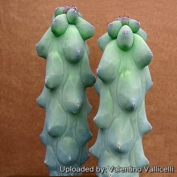 11821 valentino Valentino Vallicelli