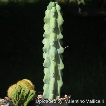 18213 valentino Valentino Vallicelli