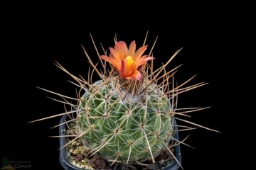 29543 cpif Peiffer Clement