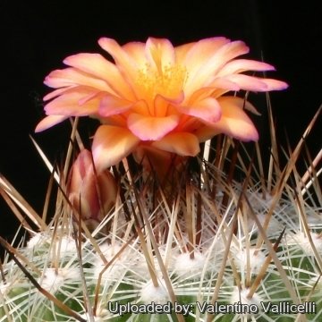 6323 valentino Valentino Vallicelli