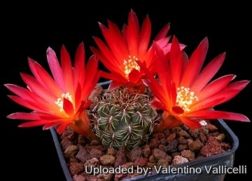 6460 valentino Valentino Vallicelli