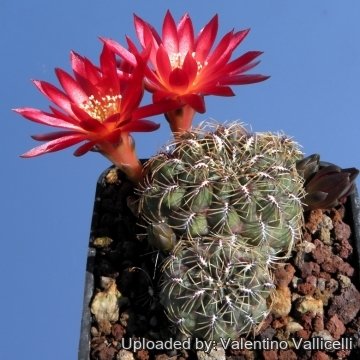 6461 valentino Valentino Vallicelli