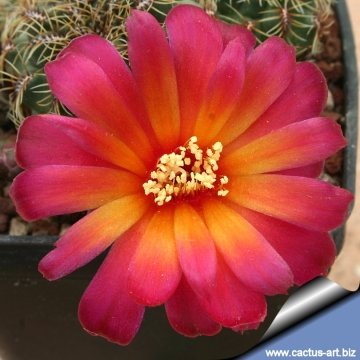 6465 cactus-art Cactus Art