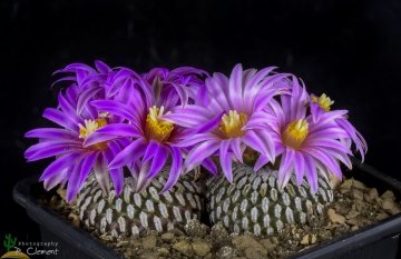 29241 cpif Peiffer Clement