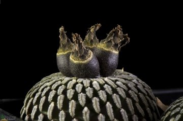 29421 cpif Peiffer Clement