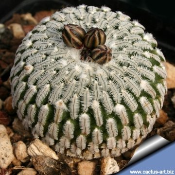 8051 cactus-art Cactus Art