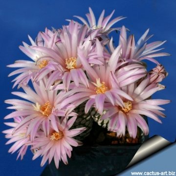 8052 cactus-art Cactus Art