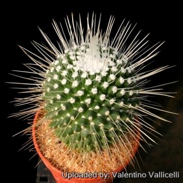 11972 valentino Valentino Vallicelli