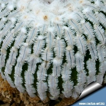 9684 cactus-art Cactus Art