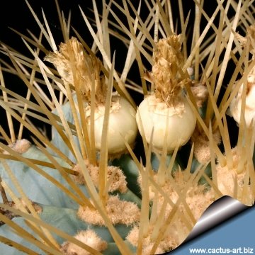 13314 cactus-art Cactus Art