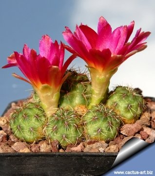 8994 cactus-art Cactus Art