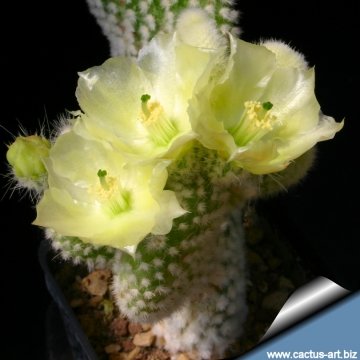 6628 cactus-art Cactus Art