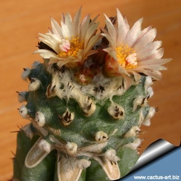 6759 cactus-art Cactus Art