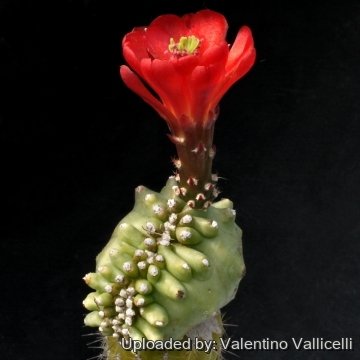 6840 valentino Valentino Vallicelli