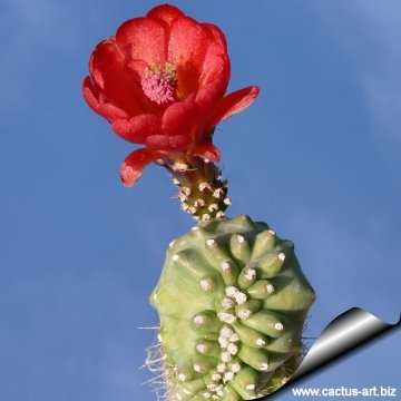 6843 cactus-art Cactus Art