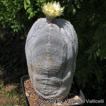 6882 valentino Valentino Vallicelli