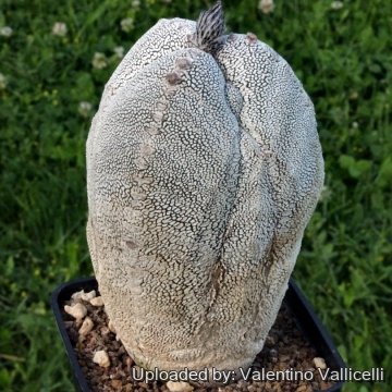 6883 valentino Valentino Vallicelli