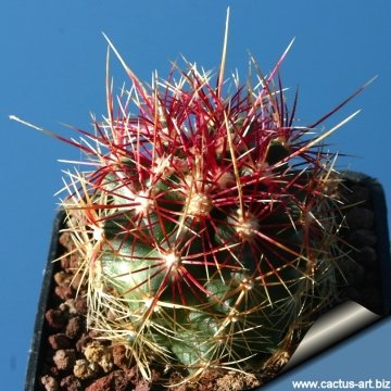 10458 cactus-art Cactus Art