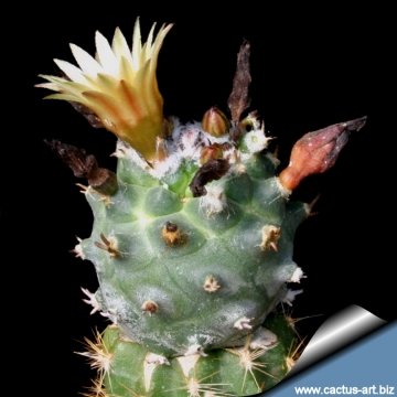 6758 cactus-art Cactus Art