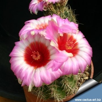 10394 cactus-art Cactus Art