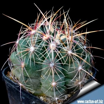 7191 cactus-art Cactus Art