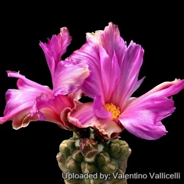 10461 valentino Valentino Vallicelli