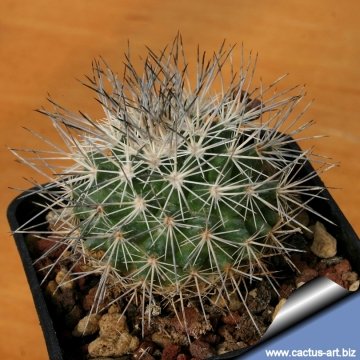7332 cactus-art Cactus Art