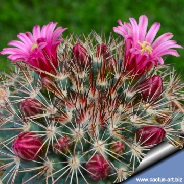 7333 cactus-art Cactus Art