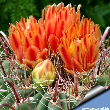 13224 cactus-art Cactus Art